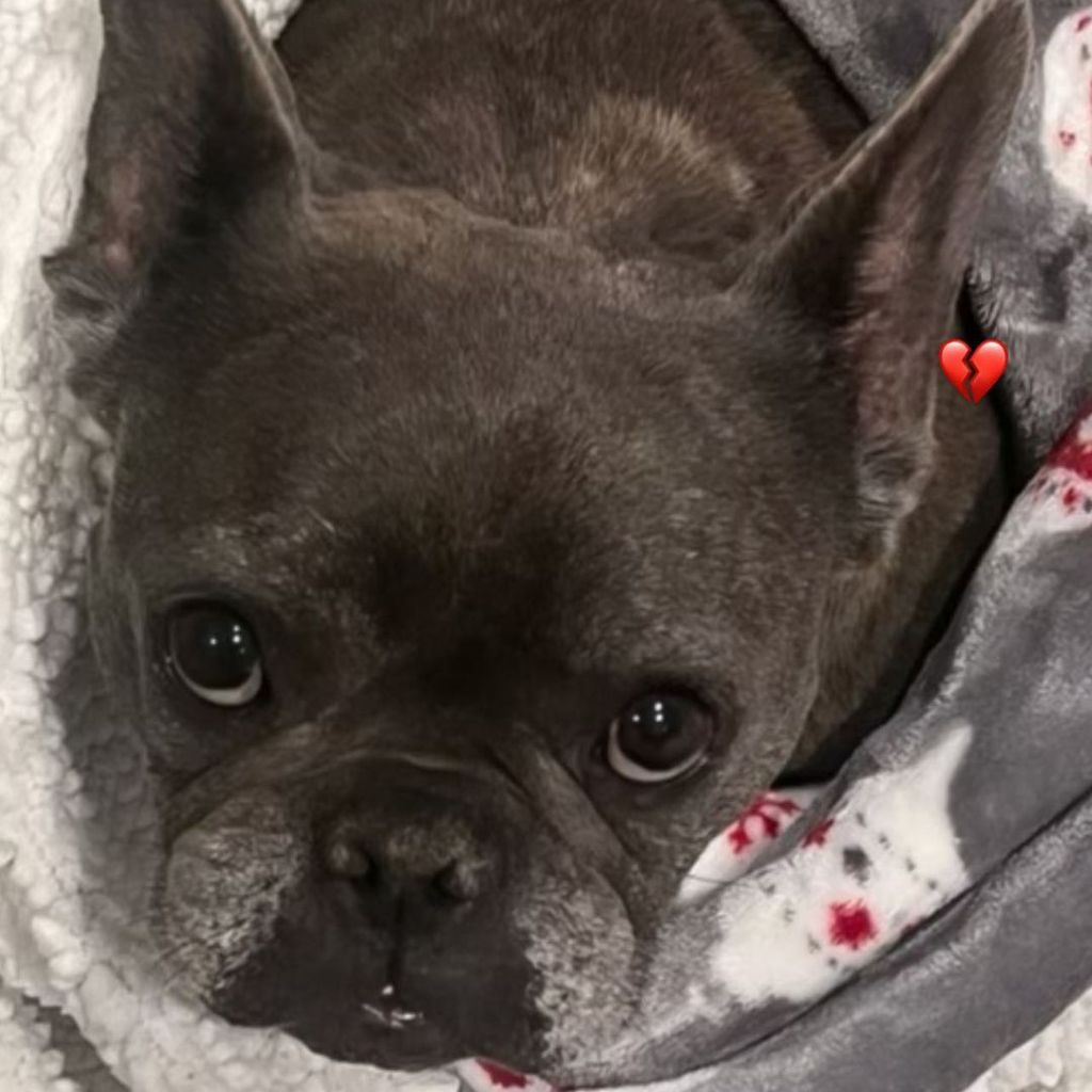 Blue, Hund von Travis Barker und seiner Tochter Alabama