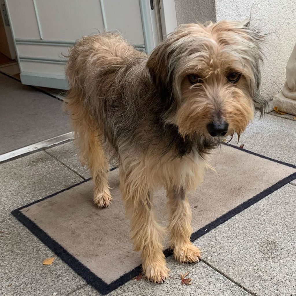 Udo Walz' Hund Oskar 3