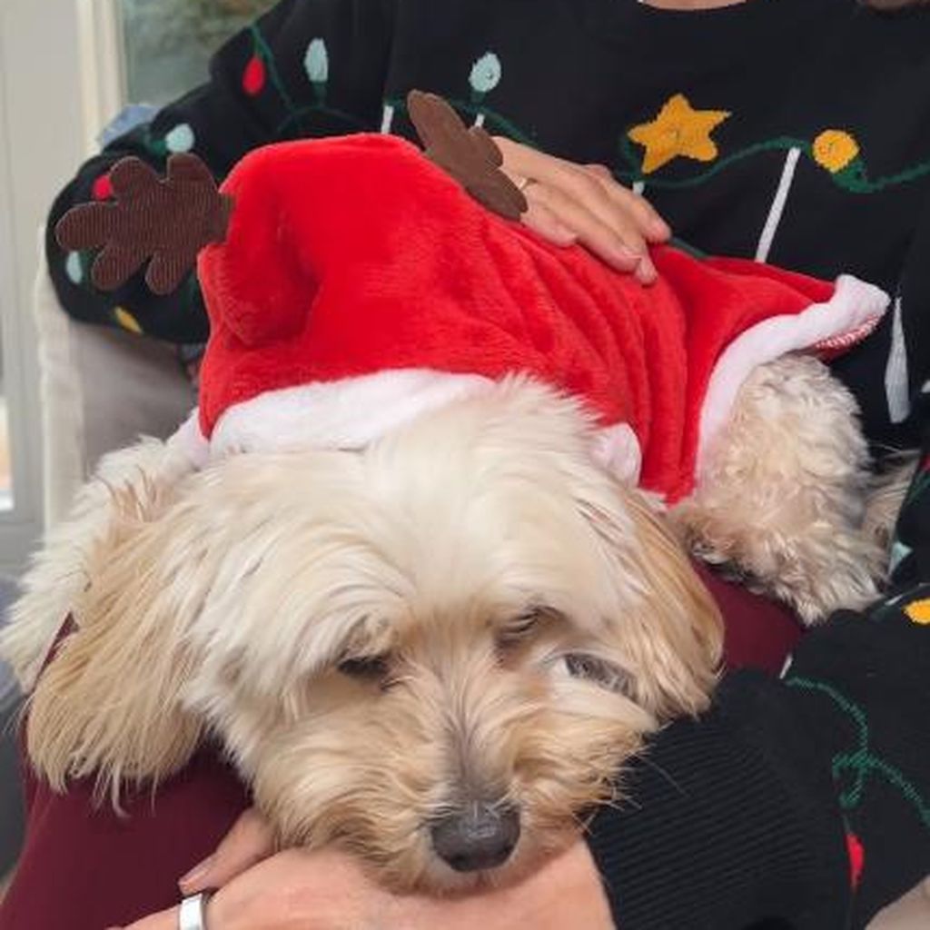 Veronica Ferres mit ihrer Hündin Luna im Weihnachtskostüm, 2025