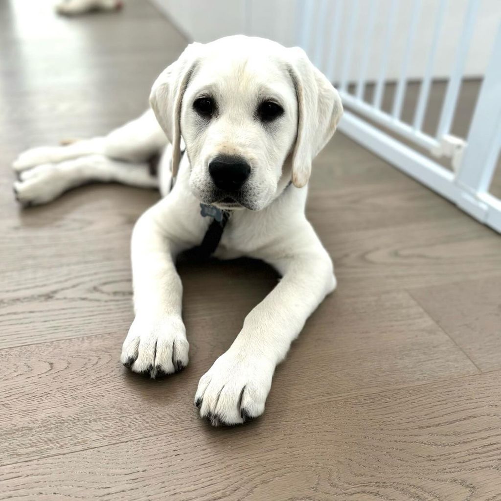 Hundewelpe von Kevin Costner, Schauspieler