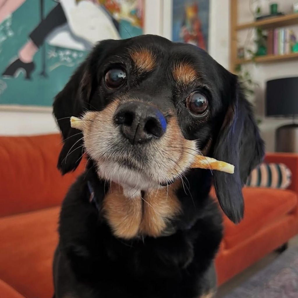 Winnie, Hund von Vogue Williams