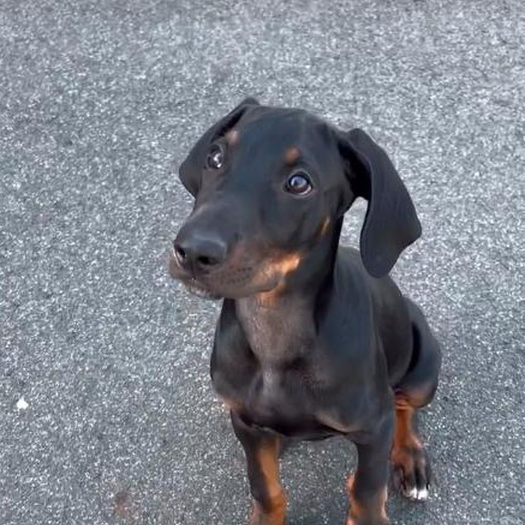 Zeus, der Hund von Benjamin Melzer und Sissi Hofbauer