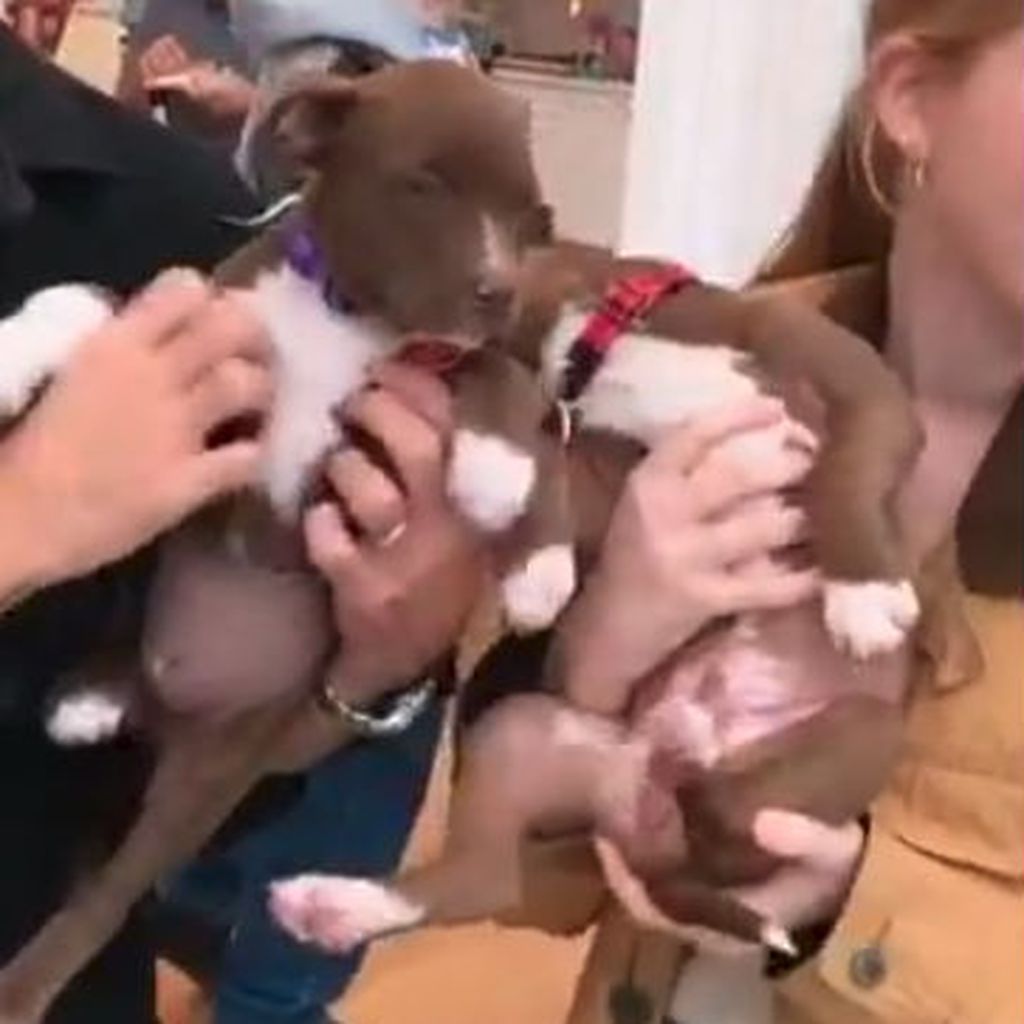 Zwei Welpen auf der Geburtstagsparty von Colleen Ballingers Sohn Flynn, 2019