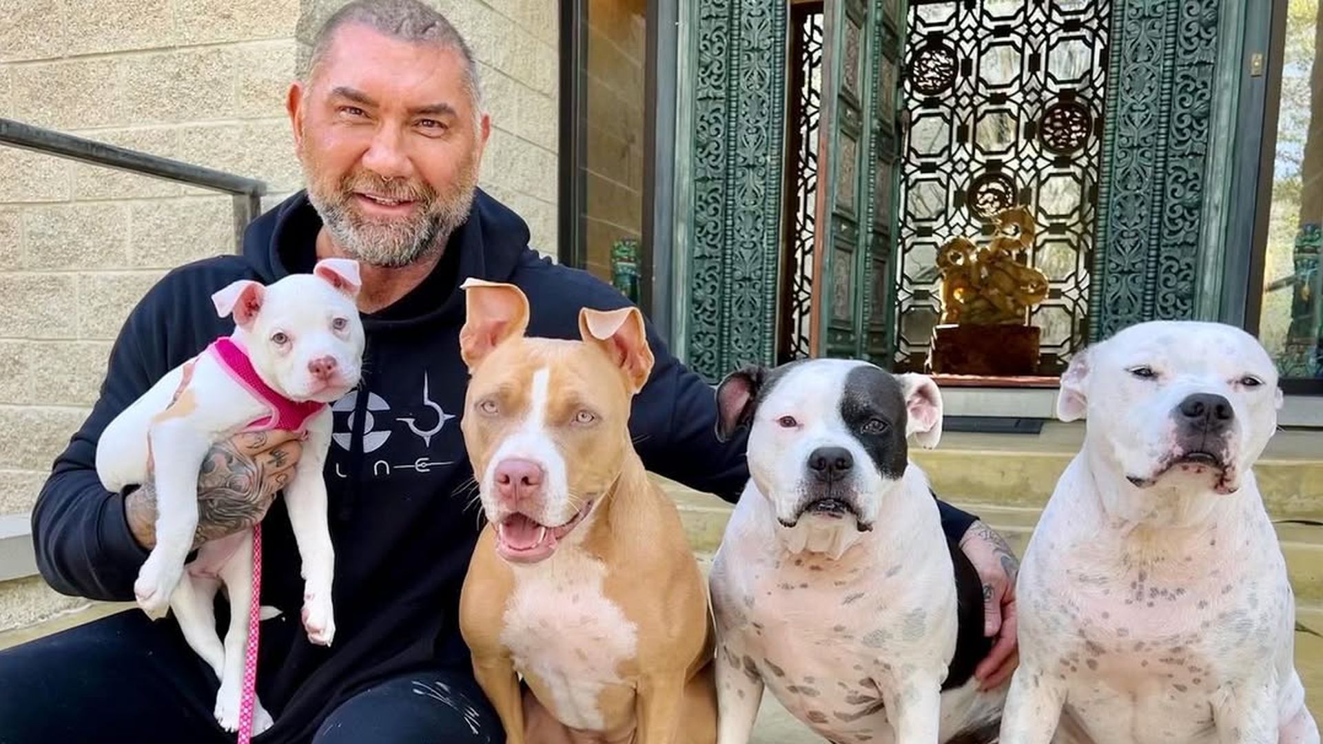 Dave-Bautista-mietet-Privatjet-f-r-seine-geliebten-Hunde