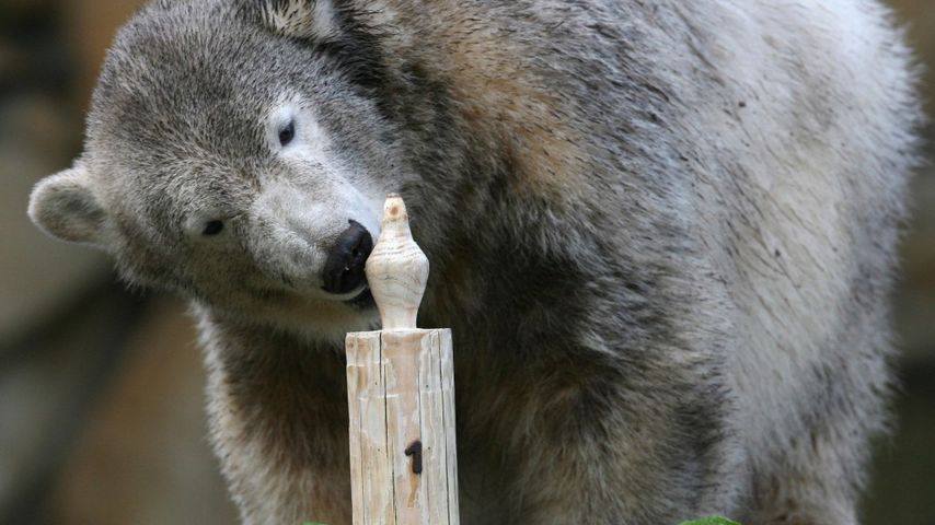 Das sind die berühmtesten Tiere des Jahres 2011