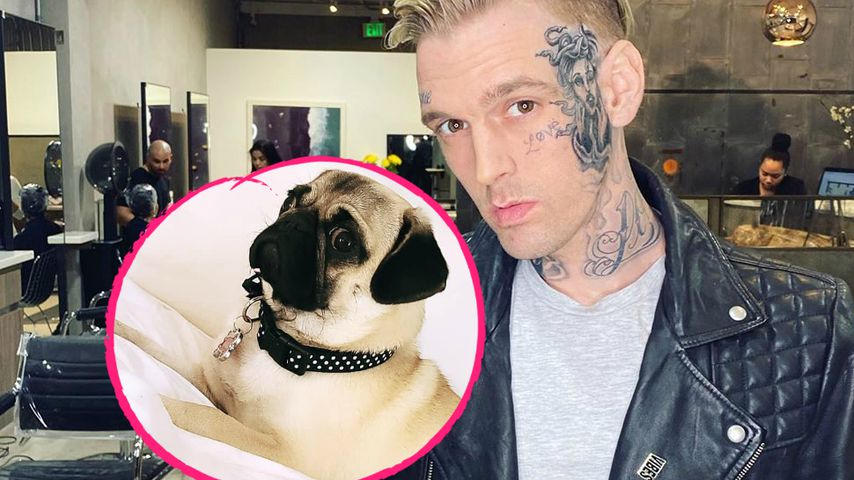 Mops in Käfig eingesperrt: Ist Aaron Carter ein Tierquäler?