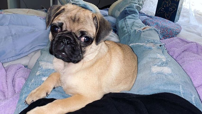 Aaron Carters Mops Nala im Jahr 2020