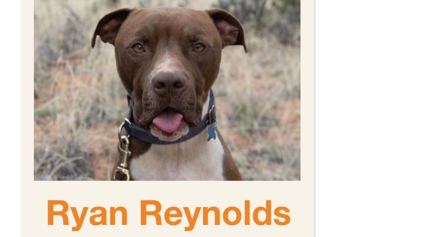 Best Friends Animal Society nennt alle zu adoptierende Hunde in "Ryan Reynolds" um