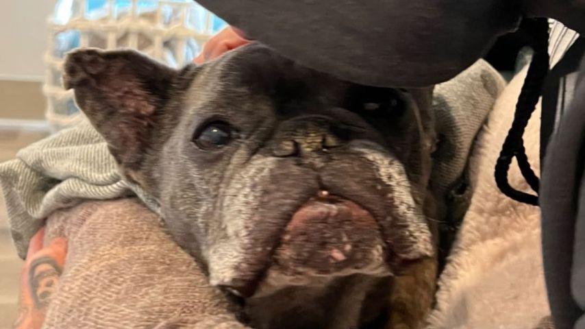 Influencerin Alabama Barker mit ihrem Hund Blue