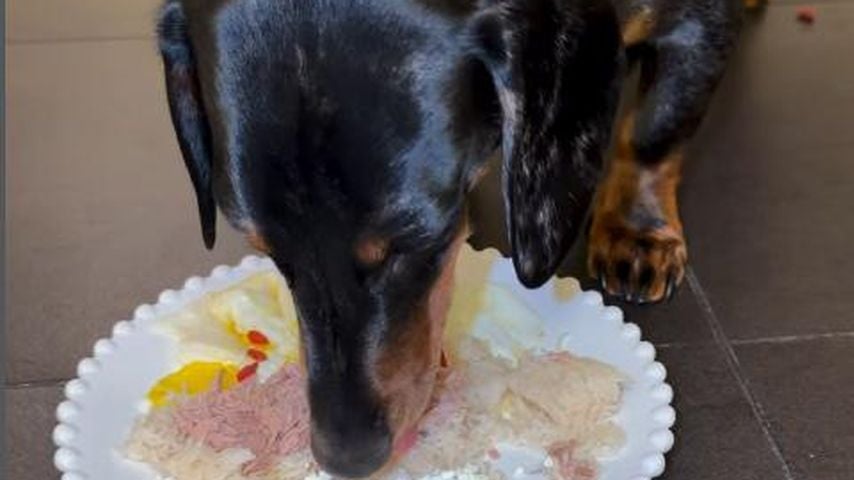 Leyla Heiters Dackel Alani