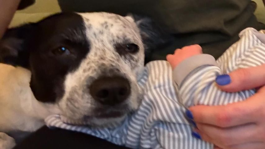 Schauspielerin Alexandra Daddario mit ihrem Hund und Baby, November 2024