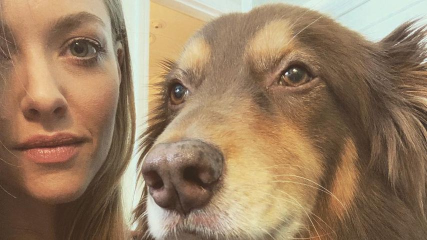 Schauspielerin Amanda Seyfried mit ihrem Hund Finn