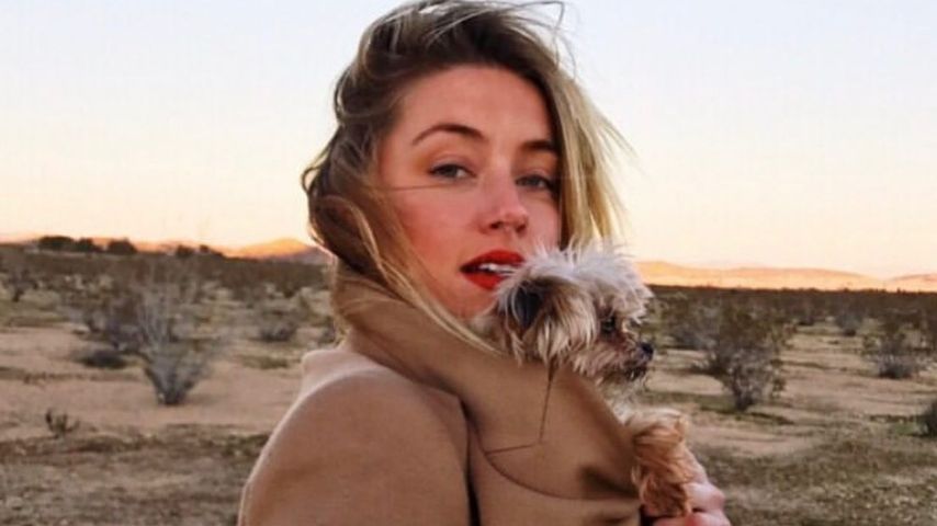 Hunde eingeschmuggelt: Amber Heard droht doch kein Prozess!