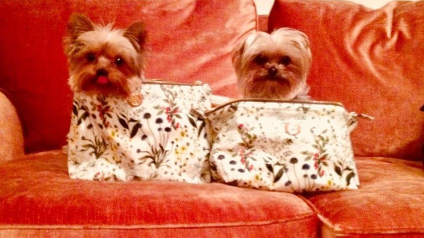 Amber Heards Hunde Pistol und Boo