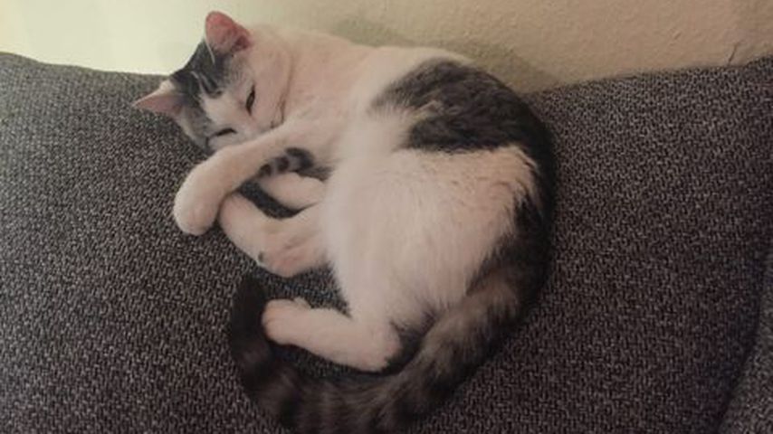 Amira Pochers Katze Mucki