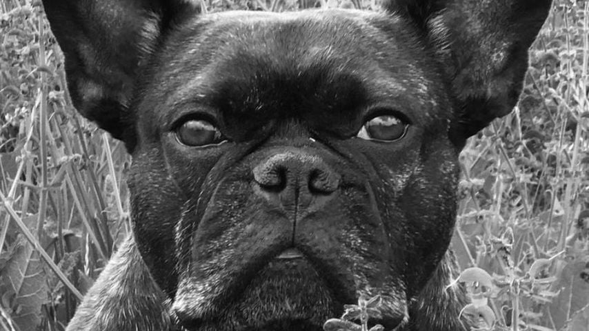 Angelina Panneks Hund Louis