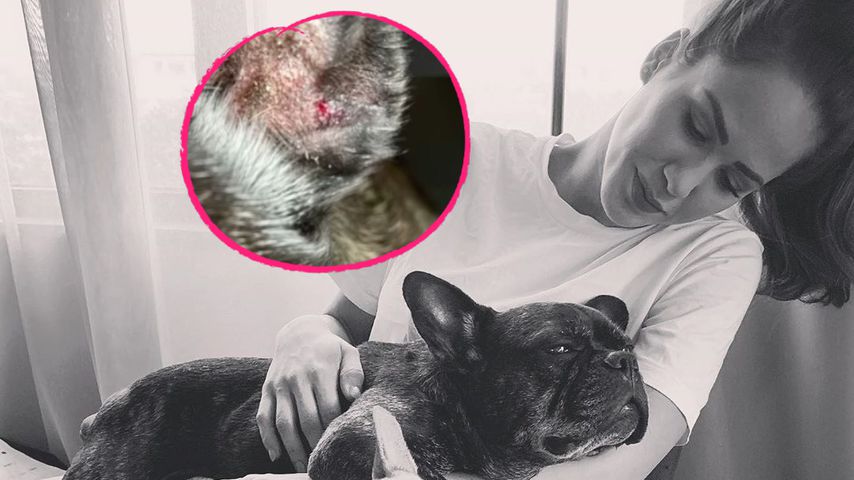 "Recht tief": Angelina Panneks Hund Louis wurde gebissen!