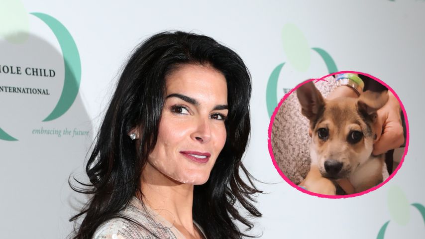 Angie Harmon trauert: Hund Oliver wurde an Ostern erschossen