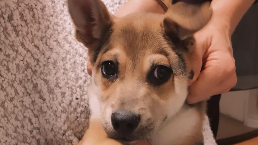 Oliver, Hund von Angie Harmon