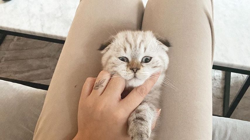 Anna Maria Damms neue Katze