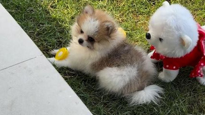 Anna-Maria Ferchichis neuer Hund Marshmallow