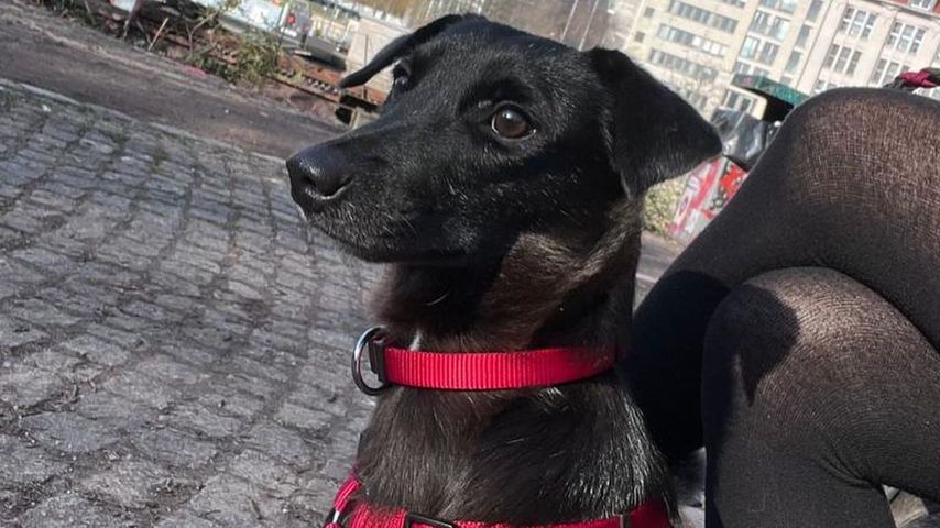 Anne Wünsches Hund Dobby
