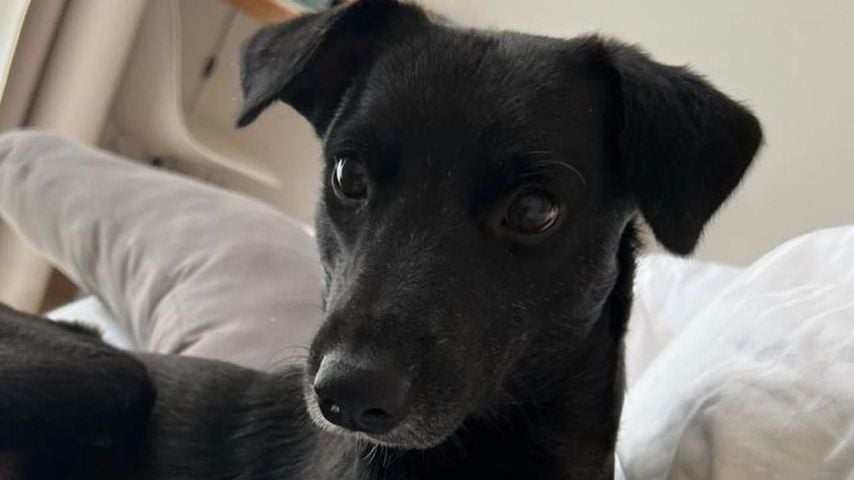 Anne Wünsches Hund Dobby