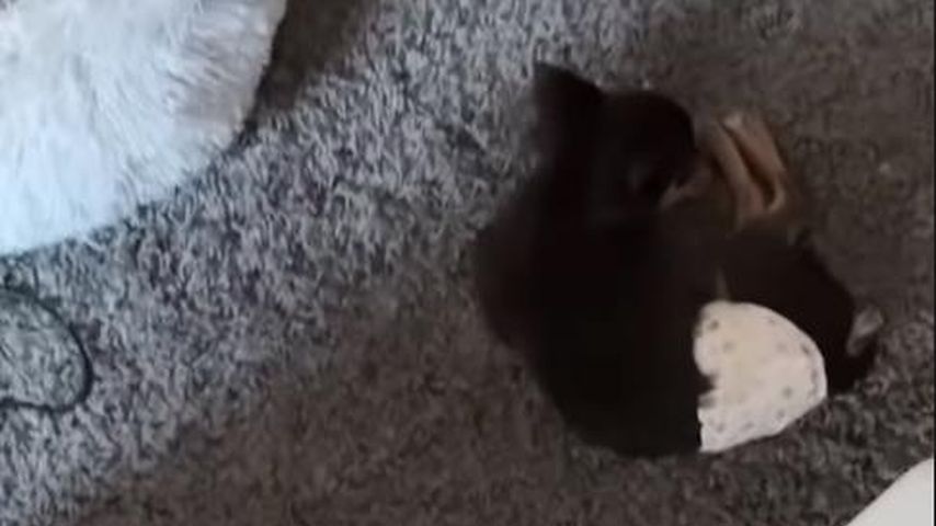 Anne Wünsches Hund mit Windel