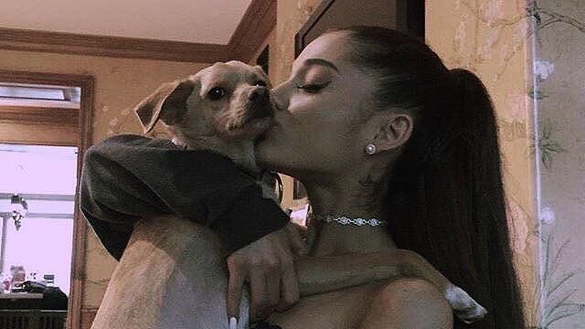 Ariana Grande ließ ihre Hunde per Privatjet einfliegen