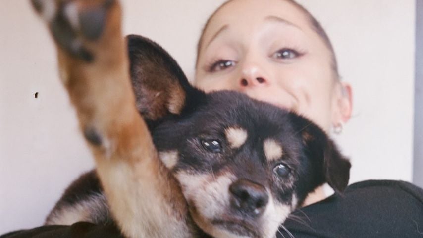 Coco, der Hund von Ariana Grande