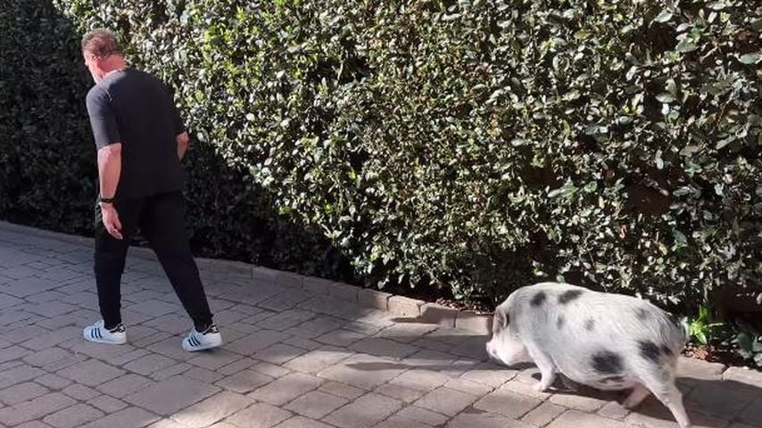 Arnold Schwarzenegger mit seinem Schwein Schnelly