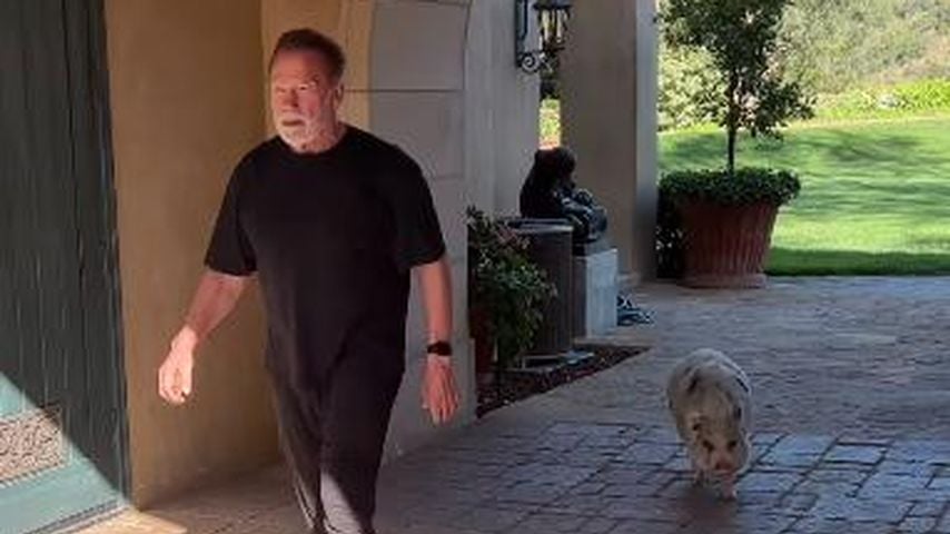 Süß: Arnold Schwarzenegger spaziert mit seinem Hausschwein!