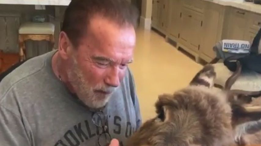Bezaubernd: Arnie Schwarzenegger singt seinem Esel Ständchen