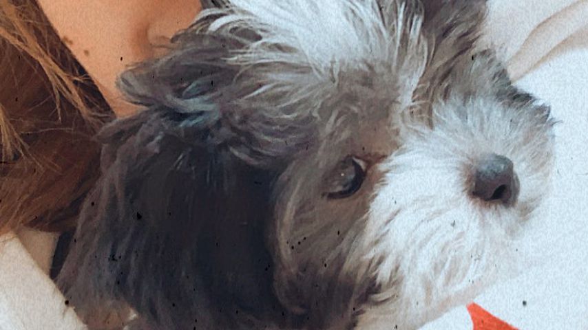 Ashley Tisdale und Hund Sushi