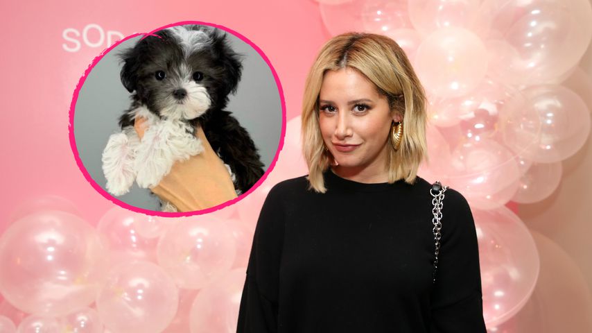 Nach Tod des Hundes: Ashley Tisdale hat neuen Vierbeiner