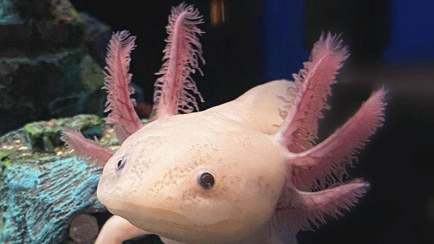 Axolotl Nessie, Webstar