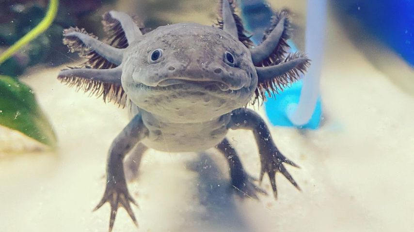 Axolotl Zilla, Webstar
