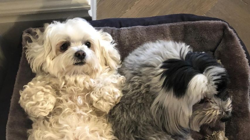 Ayda Field und Robbie Williams Hunde