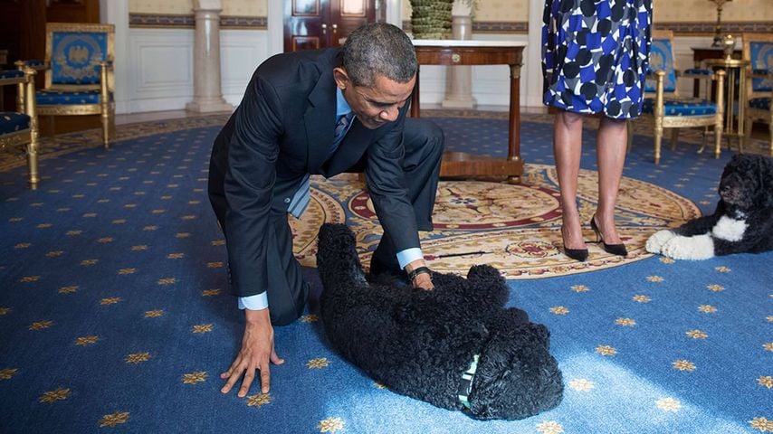 Barack Obama trauert um seine geliebte Familienhündin Sunny