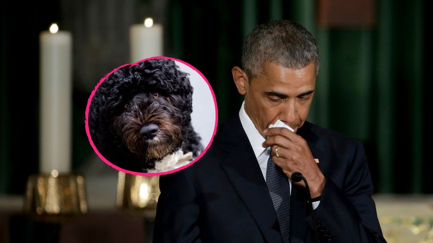 "Wahrer Freund": Barack Obamas Hund Bo stirbt mit 12 Jahren