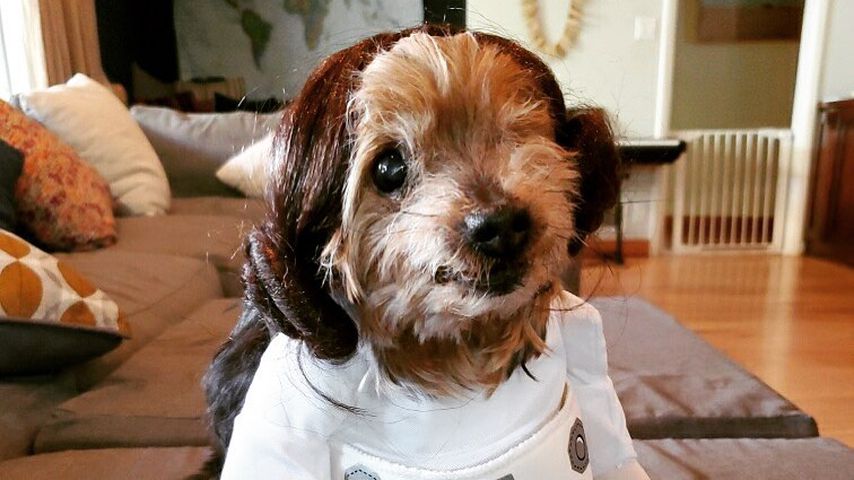 Kristen Bells Hündin Barbara als Prinzessin Leia aus "Star Wars"