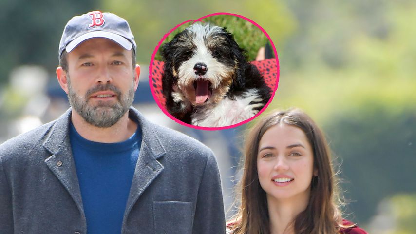 Ben Affleck und seine Ana haben sich einen Welpen zugelegt!