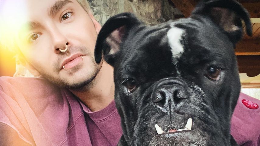 Autopsie deckt auf: Bill Kaulitz' Hund war übergewichtig