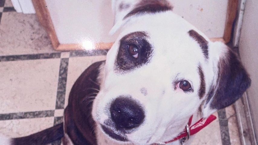 Billie Eilishs Hund Pepper