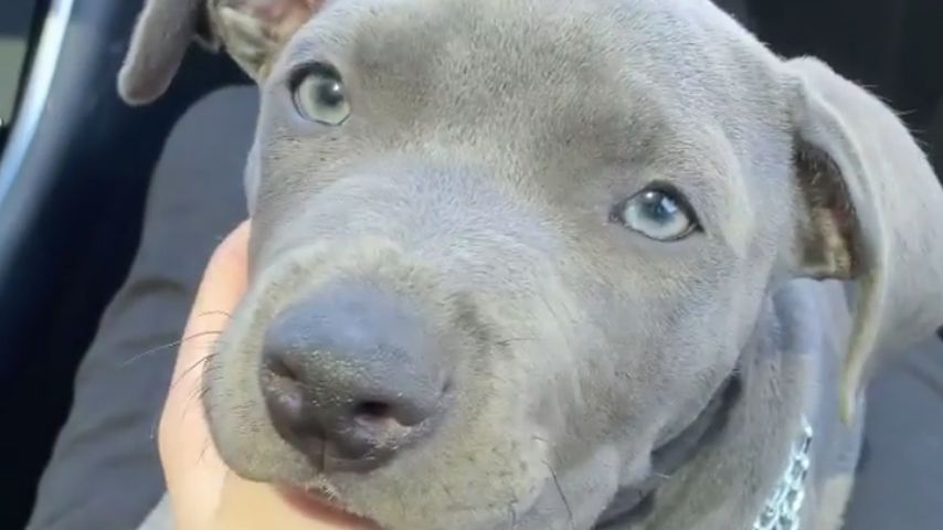 Billie Eilishs Hund Shark