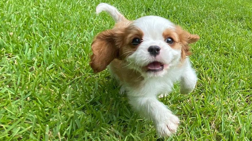 Bindi Irwins Welpe Piggy