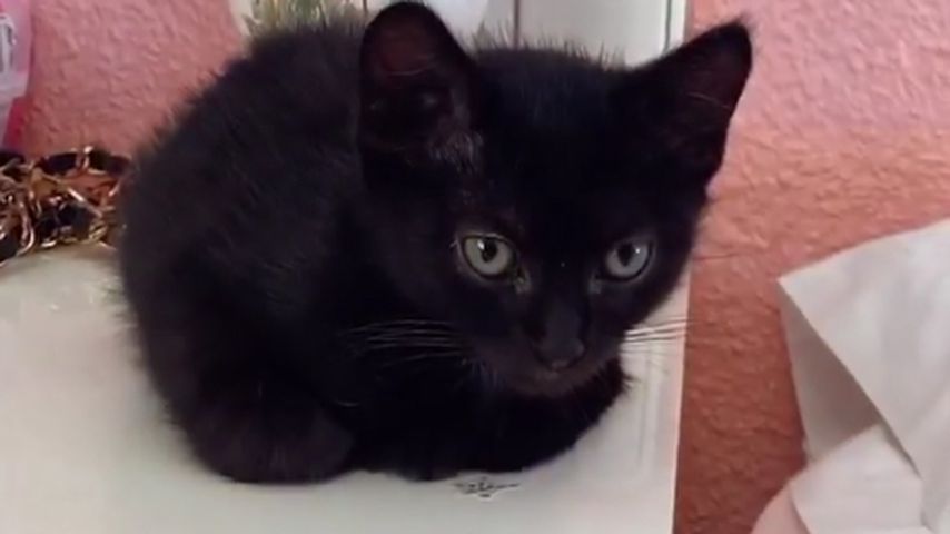 Bonnie Stranges Kätzchen