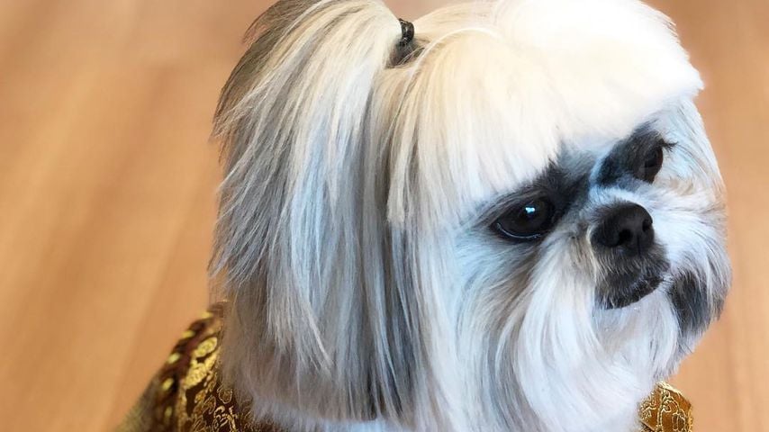 Shih Tzu Bontenmaru, März 2019