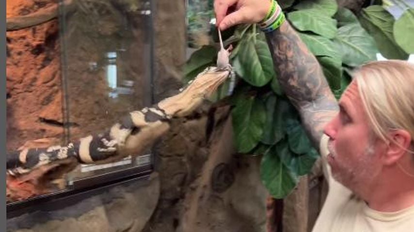 Brian Barczyk spielt mit einem Reptil