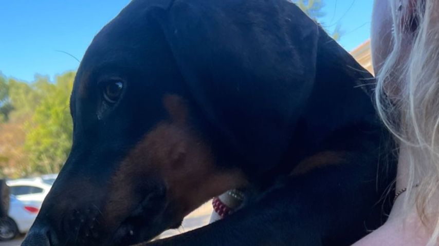 Britney Spears mit ihrem Hund